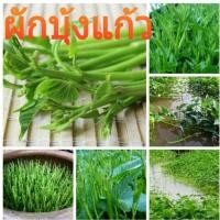 ราคา เมล็ดผักบุ้งแก้ว ผักบุ้งเย็นตาโฟ 500เมล็ด (18701559262)