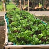 ราคา 19.เมล็ดผักมิกซ์สลัด (20085548029)