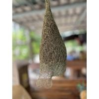 ราคา รังนกกระจาบ รังนกธรรมชาติ (23748724789)