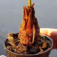 ราคา ต้นปรงแก้วแคระ Cycas siamensis ต้นไม้จิ๋ว ลำต้นสูงถึงยอดใบ 20-30 ซม (9778540965)