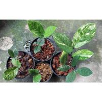 ราคา ต้นกวักมรกตด่างสวยแข็งแรง (22108278261)