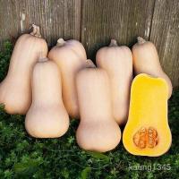 ราคา เมล็ดพันธุ์คุณภาพสูงในสต็อกในประเทศไทยเมล็ดอวบอ้วน บัตเตอร์นัท (Waltham Butternut Squash Seed) บรรจุ 25 เมล็ด คุณภาพดี ร (18652468937)