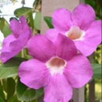 ราคา ต้นม่วงมณีรัตน์ ไม้ไทย (3755382041)