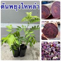 ราคา ต้นพยุงไหหลำ4ต้น80บาท สวยๆพร้อมส่งจ้า (43958257745)