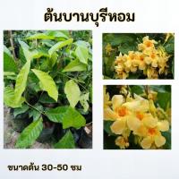 ราคา ต้นบานบุรีหอม บานบุรีหอม (44072938822)