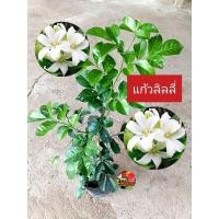 ราคา ต้นแก้วลิลลี่ ดอกหอม แก้วลิลลี่ ให้ดอกไว (29585956301)