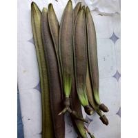 ราคา ต้นลิ้นฟ้า หรือต้นเพกา (41972920253)