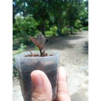 ราคา กวักกวักมรกตดำ3ใบเชื้อด่างชำจากก้าน (10313975104)