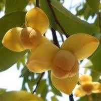 ราคา ต้นลำดวน ไม้โบราณหายาก ดอกหอมสีขาวเหลืองนวล ไม้มงคล ไม้มีค่าทางเศรษฐกิจ ทำไม้ล้อมได้ พร้อมปลูกถุงดำ 59 บาท (20628754346)