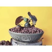 ราคา มะพร้าวทะเลทรายใบกลม Dorstenia Crispa โคนอ้วน (14132894668)