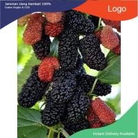 ราคา ต้นหม่อนดำออสตุรกี 1ชุดได้2ต้น หม่อนหรือมัลเบอรี่ (mulberry) ชนิดกินผล ลูกใหญ่กว่าพันธุ์อื่น สายพันธุ์ดำออสตุรกี (25523633000)