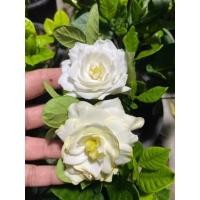 ราคา ดอกพุดซ้อนกุหลาบแคระหอมมาก1ต้นถุงดำ (24629472683)