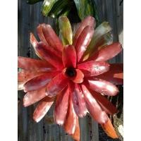 ราคา สับปะรดสี 70 บาท ต้นโตๆ (9336431937)