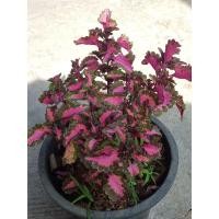 ราคา ต้นฤาษีผสม พันธุ์หายาก (15918559085)