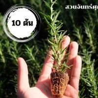 ราคา ต้นกล้าโรสแมรี่/10 /โรสแมรี่ปักชำ Rosemary​ /สมุนไพรฝรั่ง (23150782761)