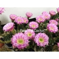 ราคา แคคตัส Cactus : อิชินอปซิส ไฮบริด พิ้งแองเจิ้ล (Echinopsis Hybrid Pink Angel) ไซส์เล็ก ดอกสีชมพู (17961893105)