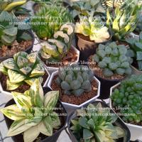 ราคา แก้ไข Haworthia ฮาโวเทียต้นตามภาพ Succulent Echeveria cactus  กุหลาบหิน ไม้อวบน้ำ แคคตัส ไลทอป (17852718135)
