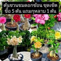 ราคา ชวนชม คุ้มมาก ส่งคละสีไม่ซ้ำ 3 ต้น 5 ต้น (ซื้อ 5 ต้น แถมกุหลาบ 1 ต้น) ชวนชมดอกซ้อน ต้นชวนชม (13858571315)