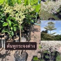 ราคา ต้นหูกระจงด่าง หรือแผ่บารมี (29392217202)