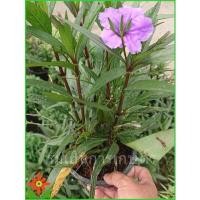 ราคา ต้นต้อยติ่ง สีม่วง ต้อยติ่ง ต้นต้อยติ่งฝรั่ง ต้อยติ่งฝรั่ง ในกระถาง 5 นิ้ว แตกรากแล้ว ต้นฟ้าประทานพร (12677126145)