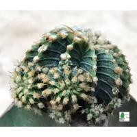 ราคา แคคตัส LB2178 แท้ Gymnocalycium mihanovichii LB2178 ‘Agua Dulce’ (13พู เขียวอ่อน ดอทฟู) (8965933566)