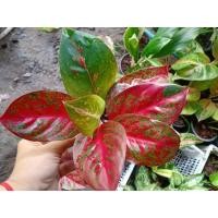 ราคา อโกลนีมาไม้มงคล ต้นทรัพย์มงคล(ต้นลายน้ำทอง) กระถาง 5 นิ้ว (13418077188)