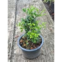 ราคา แก้วแคระพวงมณี กระถาง 6 นิ้ว ต้นแก้วแคระพวงมณี เป็นไม้แดด ออกดอกตลอดปี (41159873326)