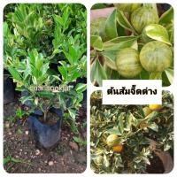 ราคา ต้นส้มจี๊ดด่าง ส้มจี๊ดด่าง ไม้มงคล (26678871111)