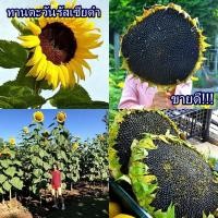 ราคา 15 เมล็ด เมล็ดทานตะวันรัสเซียดำ (ต้นสูง) (ปลูกง่าย พันธุ์ต้นสูง ต้นสูง 3 เมตร ดอกใหญ่ดอกเดียว ขนาดดอก 12-16 นิ้ว) (28737268872)