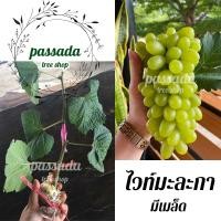 ราคา กิ่งองุ่น ติดตา พันธุ์ไวท์มะละกา (8339026152)