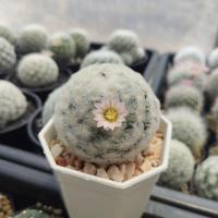 ราคา แมมขนนกขาว ขนเวียน ดอกชมพูในกระถาง3นิ้ว Mammillaria plumosa (17833924816)