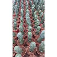 ราคา กระบองเพชร ตอเกลียวสวาท ตอซีรีอุส Cereus Spilalis (14459812826)