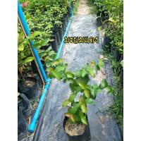 ราคา ต้นมะยมแดง หรือมะยมฝรั่ง (5250850901)