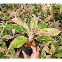 ราคา ต้นพลอยชมพู แสงเพชรแสงพลอย ออโรร่าชมพู ไม้มงคล พร้อมกระถาง 5-6 นิ้ว (19559397030)