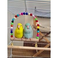 ราคา ชิงช้านก ฟอฟัส เลิฟเบิร์ด หงส์หยก (10211921014)