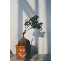 ราคา บัวบกโขด ไม้โขด ไทรใบสัก (4136343664)