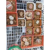 ราคา ไลทอป ไลท้อป lithops หินมีชีวิต กระบองเพชร ไม้อวบน้ำ (5867105811)