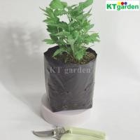 ราคา KTgarden ต้นจิงจูฉ่าย ผักสวนครัว จิงจูฉ่าย (25746547083)