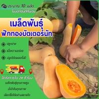 ราคา 10 เมล็ดเมล็ดพันธุ์ฟักทองบัตเตอร์นัทเมล็ดพันธุ์ฟักทองบัตเตอร์นัท บัตเตอร์นัทซันไลท์ บัตเตอร์นัทสวีท (24392444566)