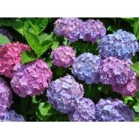 ราคา ต้นพันธุ์ ดอก ไฮเดรนเยีย Hydrangea พร้อมปลูกในถุงดำ 89บาท ปลูกไฮเดรนเยีย ดอกไม้เปลี่ยนสีได้ ใช้แทนคำขอบคุณ (24636800680)