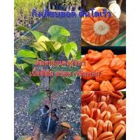 ราคา ต้นขนุนแดงสุริยา(กิ่งทาบ)ขายราคาหน้าสวน (10133810950)