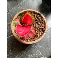 ราคา อโกลนีมาช้างแดง (Aglaonema Super red) (11016592080)