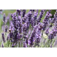 ราคา ลาเวนเดอร์อิงลิช English Lavender เมล็ดพันธุ์ (15734042072)