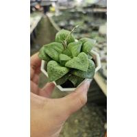 ราคา Haworthia Kamen butokai_succulent echeveria haworthia cactus ไม้อวบน้ำ แคคตัส ฮาโวเทีย ไลทอป (28924894993)