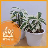 ราคา เอื้องหมายนาด่าง เอื้องหมายนา ใบด่าง คัดลายสวย ไม้ประดับ ไม้ฟอกอากาศ แต่งบ้าน แต่งออฟฟิศ ของขวัญ (6688446079)