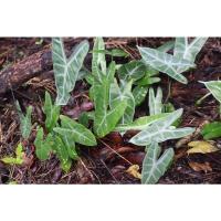 ราคา ต้นพญาจงอาง (ขายเป็นหน่อหรือเง่า) ไม้มงคล หน่อ/เง่า พญาจงอาง (12322083894)