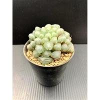 ราคา Haworthia ฮาโวเทีย หยดน้ำ แคคตัส Haworthia cooperi (ส่งแบบถอดราก) ใหญ่มาก ขนาด 2.5-3 นิ้ว (5 - 7 ซม.) (7653551512)