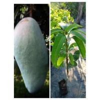 ราคา ต้นมะม่วงเขียวใหญ่#ผลใหญ่แบบเสียบยอด (13422398032)