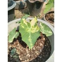 ราคา บอนนาญี่ปุ่นด่างYellow Splash (12676217881)