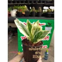 ราคา ต้น​เปเปอร์​หยก​ต้นไม้​มงคล​ (4387766580)